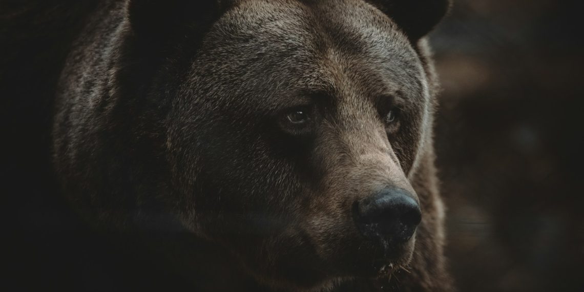 a close up of a brown bear's face