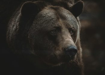 a close up of a brown bear's face