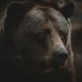 a close up of a brown bear's face