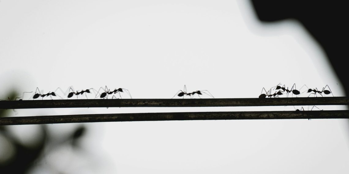 a group of ants standing on top of a metal bar