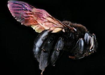 black and yellow bee on brown leaf