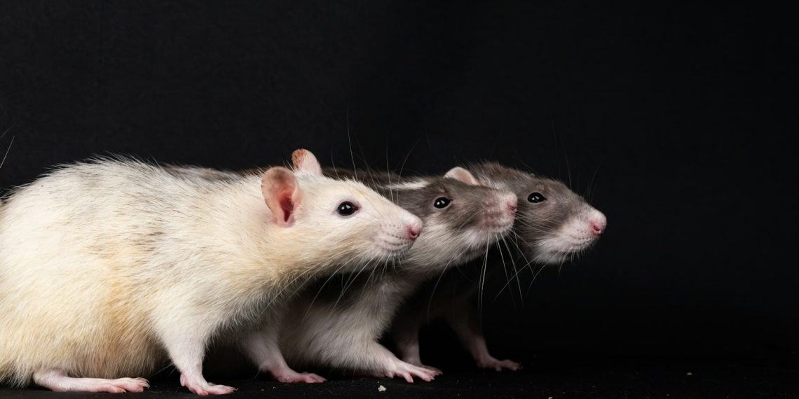 a couple of white and brown rats standing next to each other