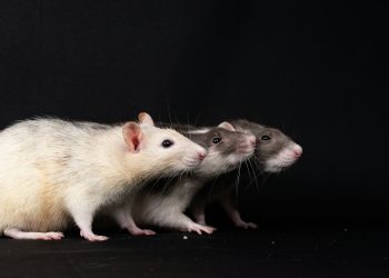 a couple of white and brown rats standing next to each other