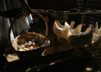 к чему снятся собирать куриные яйца женщине