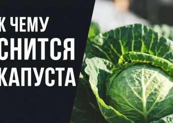 К чему снится капуста: символ достатка или хлопот?