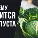 К чему снится капуста: символ достатка или хлопот?