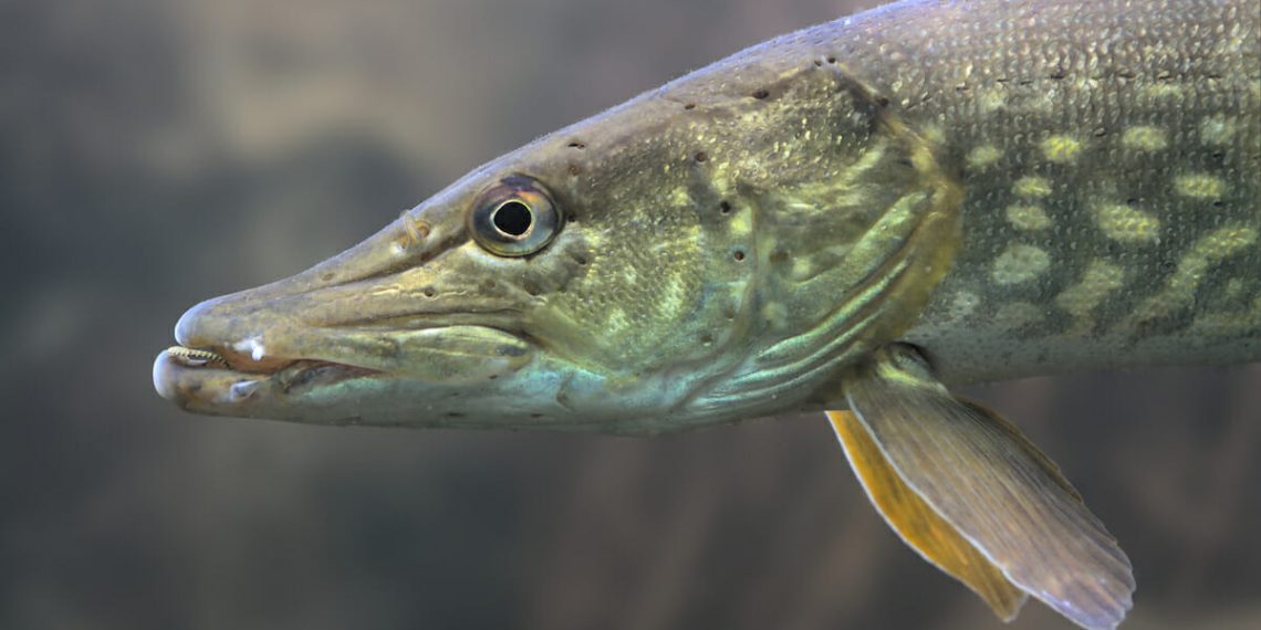 До чого сниться щука жінці