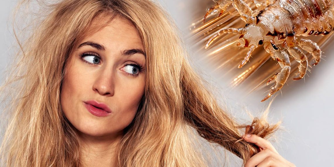 К чему снятся вши женщине: толкование сна по разным сонникам