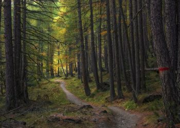 до чого сниться дорога в лісі