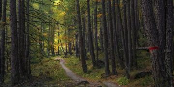 до чого сниться дорога в лісі